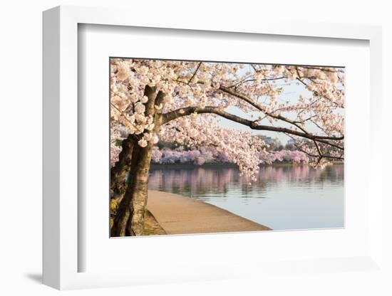 Detail of Japanese Cherry Blossom Flowers-BackyardProductions-Framed Photographic Print