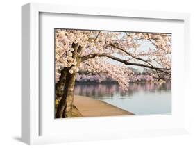 Detail of Japanese Cherry Blossom Flowers-BackyardProductions-Framed Photographic Print