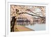 Detail of Japanese Cherry Blossom Flowers-BackyardProductions-Framed Photographic Print