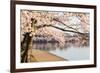 Detail of Japanese Cherry Blossom Flowers-BackyardProductions-Framed Photographic Print