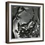 Detail of kelp and water-Brett Weston-Framed Photographic Print