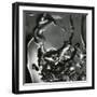 Detail of kelp and water-Brett Weston-Framed Photographic Print