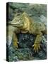 Detail of Land Iguana on Volcanic Rock, Galapagos Islands, Ecuador-Jim Zuckerman-Stretched Canvas