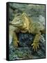 Detail of Land Iguana on Volcanic Rock, Galapagos Islands, Ecuador-Jim Zuckerman-Framed Stretched Canvas