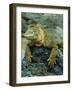 Detail of Land Iguana on Volcanic Rock, Galapagos Islands, Ecuador-Jim Zuckerman-Framed Photographic Print