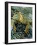 Detail of Land Iguana on Volcanic Rock, Galapagos Islands, Ecuador-Jim Zuckerman-Framed Photographic Print