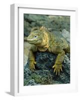 Detail of Land Iguana on Volcanic Rock, Galapagos Islands, Ecuador-Jim Zuckerman-Framed Photographic Print