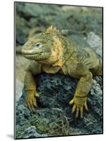 Detail of Land Iguana on Volcanic Rock, Galapagos Islands, Ecuador-Jim Zuckerman-Mounted Photographic Print