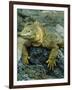 Detail of Land Iguana on Volcanic Rock, Galapagos Islands, Ecuador-Jim Zuckerman-Framed Photographic Print