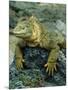 Detail of Land Iguana on Volcanic Rock, Galapagos Islands, Ecuador-Jim Zuckerman-Mounted Photographic Print