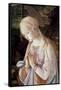 Detail of Madonna and Child with Angels-Filippino Lippi-Framed Stretched Canvas