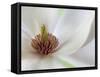 Detail of Magnolia Flower-Don Paulson-Framed Stretched Canvas