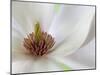 Detail of Magnolia Flower-Don Paulson-Mounted Photographic Print