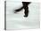 Detail of Male Figure Skater's Legs and Boots Spinning-Steven Sutton-Stretched Canvas