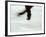 Detail of Male Figure Skater's Legs and Boots Spinning-Steven Sutton-Framed Photographic Print