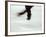 Detail of Male Figure Skater's Legs and Boots Spinning-Steven Sutton-Framed Photographic Print