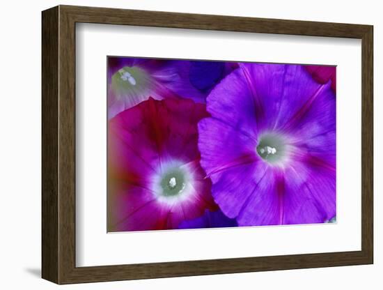 Detail of Morning Glory Flowers-Darrell Gulin-Framed Photographic Print