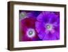 Detail of Morning Glory Flowers-Darrell Gulin-Framed Photographic Print