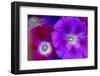 Detail of Morning Glory Flowers-Darrell Gulin-Framed Photographic Print