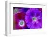 Detail of Morning Glory Flowers-Darrell Gulin-Framed Photographic Print