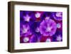 Detail of Morning Glory Flowers-Darrell Gulin-Framed Photographic Print