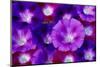 Detail of Morning Glory Flowers-Darrell Gulin-Mounted Photographic Print