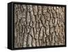 Detail of Oak Tree Bark-palinchak-Framed Stretched Canvas