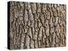 Detail of Oak Tree Bark-palinchak-Stretched Canvas