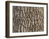 Detail of Oak Tree Bark-palinchak-Framed Photographic Print