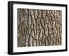 Detail of Oak Tree Bark-palinchak-Framed Photographic Print