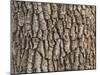 Detail of Oak Tree Bark-palinchak-Mounted Photographic Print