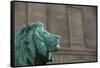 Detail of One of the Art Institute Lions outside the Art Institute of Chicago.-Jon Hicks-Framed Stretched Canvas