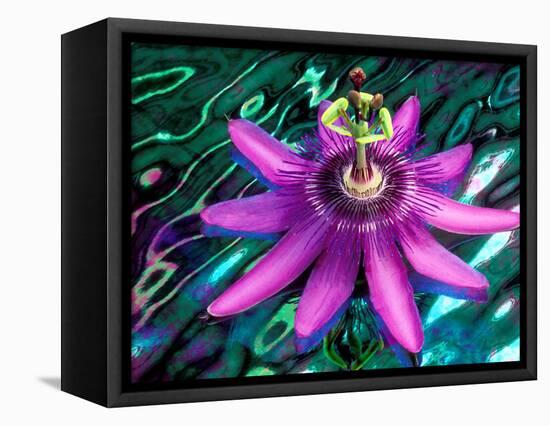 Detail of Passion Flower on Stained Glass, Alpharetta, Georgia, USA-Charles R. Needle-Framed Stretched Canvas