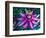 Detail of Passion Flower on Stained Glass, Alpharetta, Georgia, USA-Charles R. Needle-Framed Photographic Print