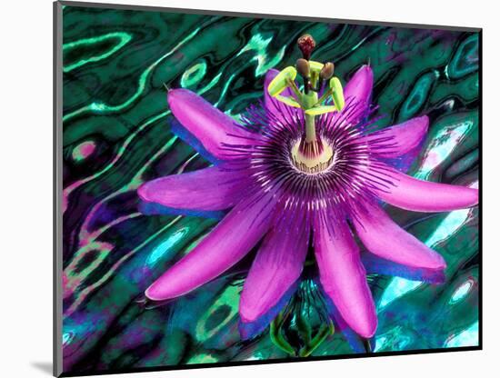 Detail of Passion Flower on Stained Glass, Alpharetta, Georgia, USA-Charles R. Needle-Mounted Photographic Print