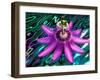 Detail of Passion Flower on Stained Glass, Alpharetta, Georgia, USA-Charles R. Needle-Framed Photographic Print