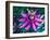 Detail of Passion Flower on Stained Glass, Alpharetta, Georgia, USA-Charles R. Needle-Framed Photographic Print