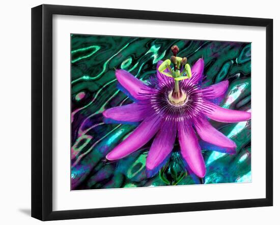 Detail of Passion Flower on Stained Glass, Alpharetta, Georgia, USA-Charles R. Needle-Framed Photographic Print