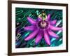 Detail of Passion Flower on Stained Glass, Alpharetta, Georgia, USA-Charles R. Needle-Framed Photographic Print