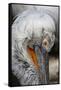 Detail of Pelican Face-Cindy Miller Hopkins-Framed Stretched Canvas