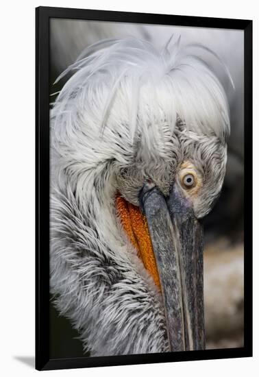 Detail of Pelican Face-Cindy Miller Hopkins-Framed Photographic Print