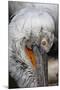 Detail of Pelican Face-Cindy Miller Hopkins-Mounted Photographic Print