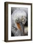 Detail of Pelican Face-Cindy Miller Hopkins-Framed Photographic Print