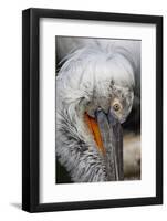 Detail of Pelican Face-Cindy Miller Hopkins-Framed Photographic Print