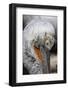 Detail of Pelican Face-Cindy Miller Hopkins-Framed Photographic Print