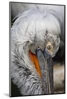 Detail of Pelican Face-Cindy Miller Hopkins-Mounted Photographic Print