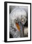 Detail of Pelican Face-Cindy Miller Hopkins-Framed Photographic Print