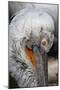 Detail of Pelican Face-Cindy Miller Hopkins-Mounted Photographic Print