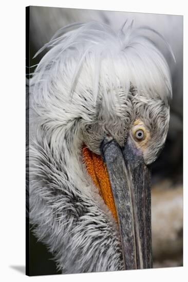 Detail of Pelican Face-Cindy Miller Hopkins-Stretched Canvas