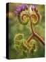 Detail of Phacelia Plant in Bloom, Death Valley National Park, California, USA-Dennis Flaherty-Stretched Canvas